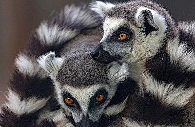 《彩虹六号：围攻》下赛季引入新机制 防止连续伤害队友